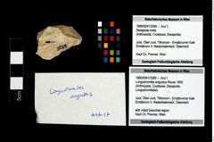 Foto (Objekt + Etikett) von Longodromites angustus (Reuss 1858)  (NHMW-GEO-1990-0041-3289)